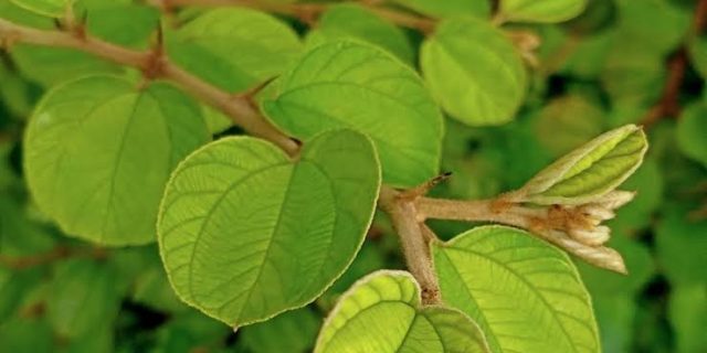 Tahukah Kamu, Daun Bidara Bisa Diolah Jadi Minuman Enak dan Menyehatkan