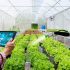 Digital Farming Berkontribusi Terhadap Produktivitas Pertanian di Daerah Tropis, Bagaimana Caranya?