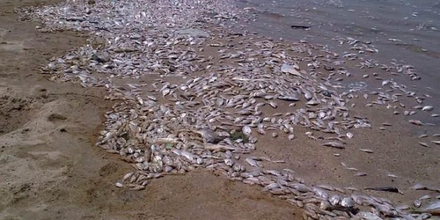 Jutaan Ikan Terdampar di Pantai Ancol