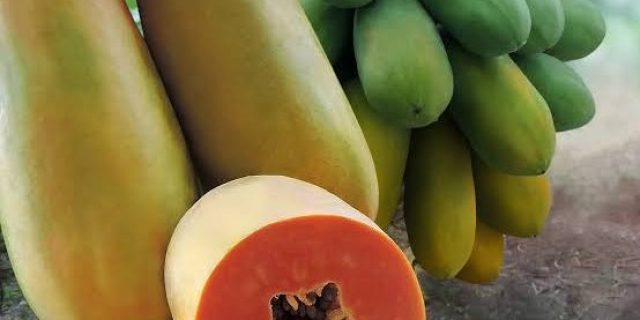 Ini Manfaat dan Pantangan Konsumsi Pepaya untuk Kesehatan