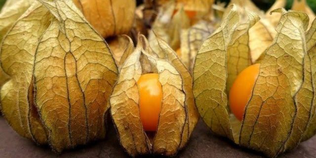 Permintaan Ekspor Terhadap Buah Ciplukan Kian Meningkat, Vietnam Minta 306 Kg