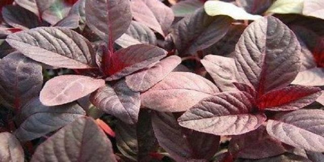 Manfaat Luar Biasa Bayam Merah untuk Kesehatan Anda