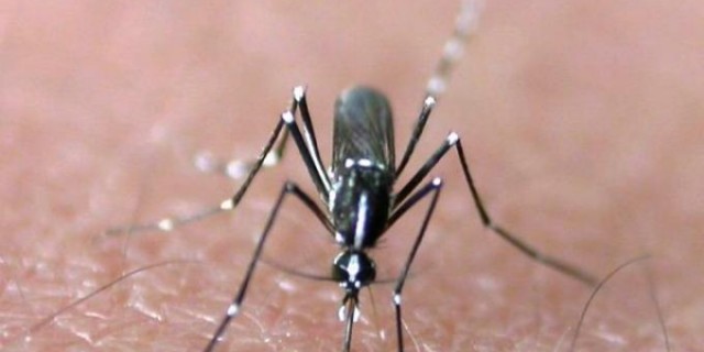 Gigitan  Nyamuk Malaria Membunuh