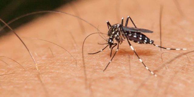 Ternyata Nyamuk Tertarik Pada Bauk Keringat Manusia