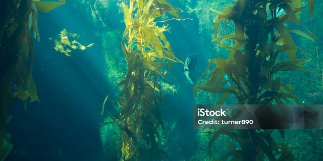 Seamoss Gel, Tren Superfood yang Kian Digemari untuk Kesehatan Tubuh