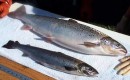 Ikan Hasil Rekayasa Genetika Pertama Ini Layak Dikonsumsi