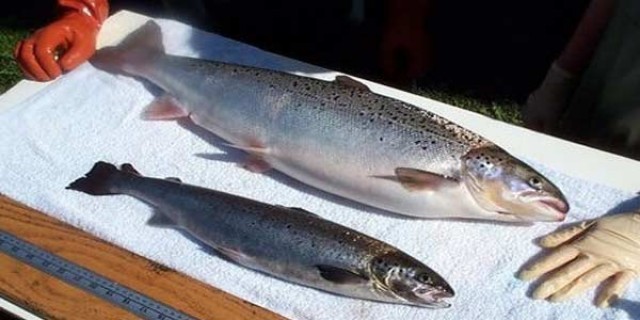Ikan Hasil Rekayasa Genetika Pertama Ini Layak Dikonsumsi