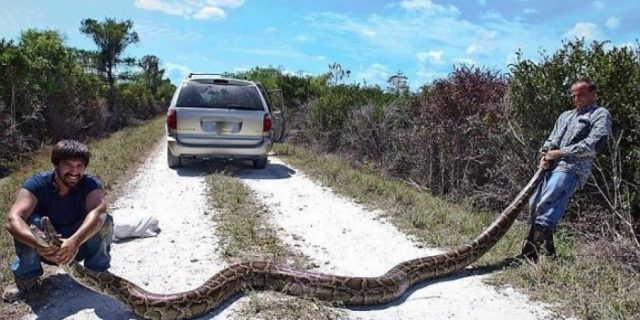 Populasi Ular Piton Menggila, Pemerintah Florida Terjunkan 25 Pemburu