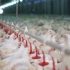 Filipina Larang Impor Unggas dari Australia Akibat Wabah Flu Burung