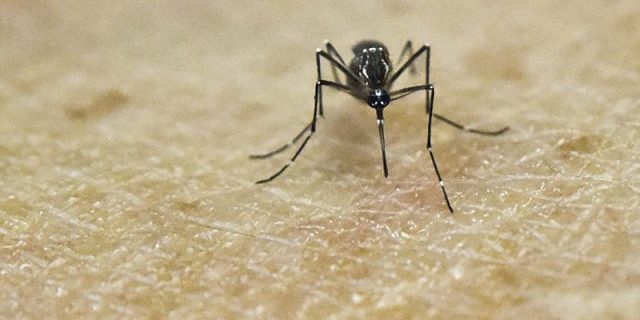 Wabah Chikungunya Menyebar di Sukoharjo
